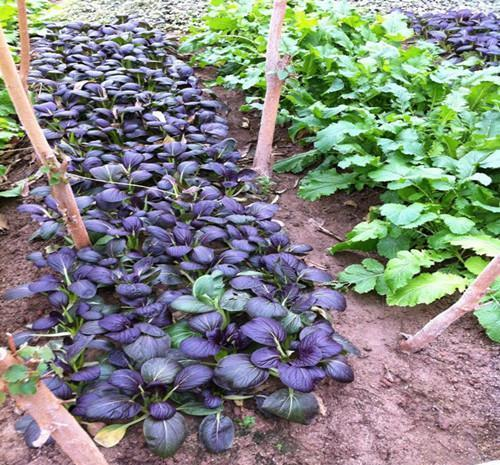 Purple Leaf Rape Seeds