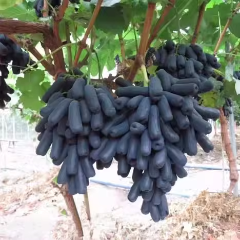 🔥Last Day 50% OFF- High-Quaility Sapphire Grapes Seeds- 98% Germination