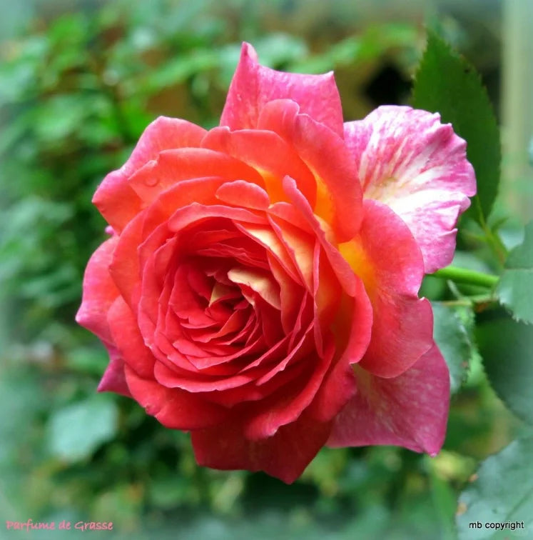 Gold Red Rose Seeds