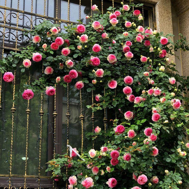 100pcs/Bag Climbing Rose Seeds