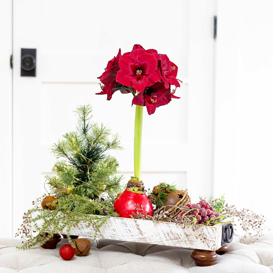 Amaryllis Flower Bulbs -Red Base Waxed with Stand, No Water Needed