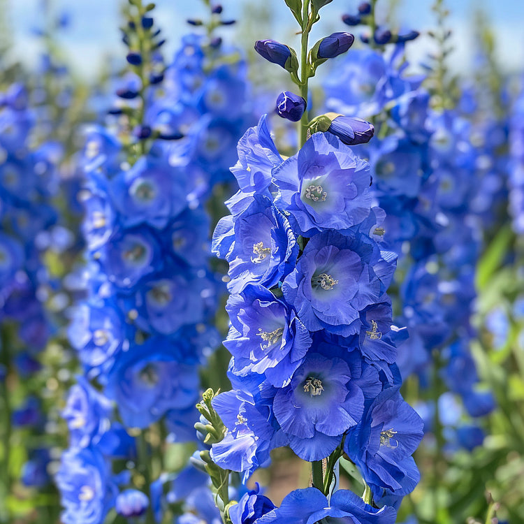 🌼🦋Mix-Colored Delphinium Seeds