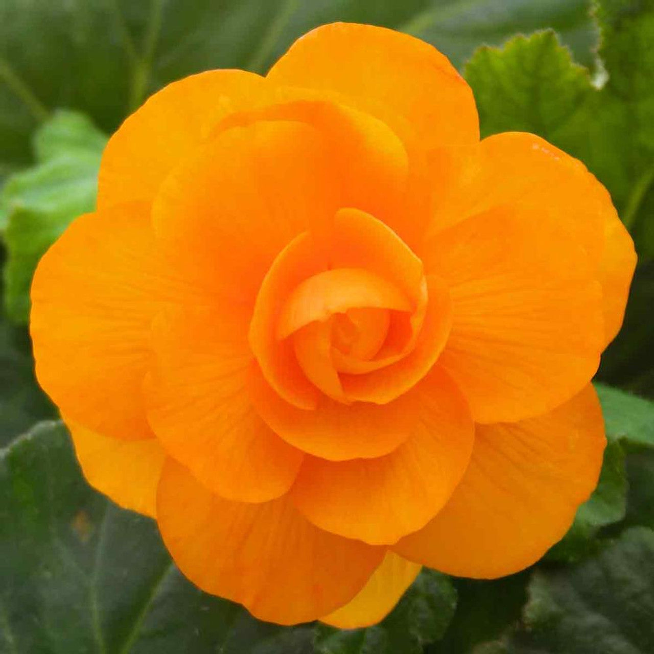 BEGONIA TUBERS (ROSEFORM) - APRICOT