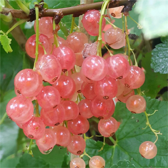 Multicolor Gooseberry Seeds