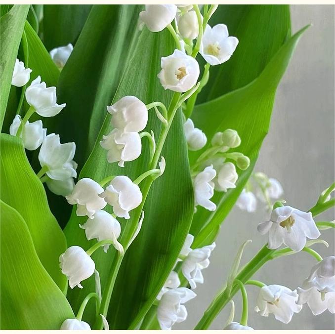 💐Lily of the Valley—Happiness Arrives