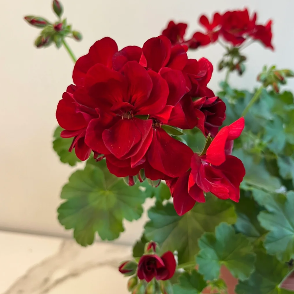 🌸Geranium - Happiness Is Around You