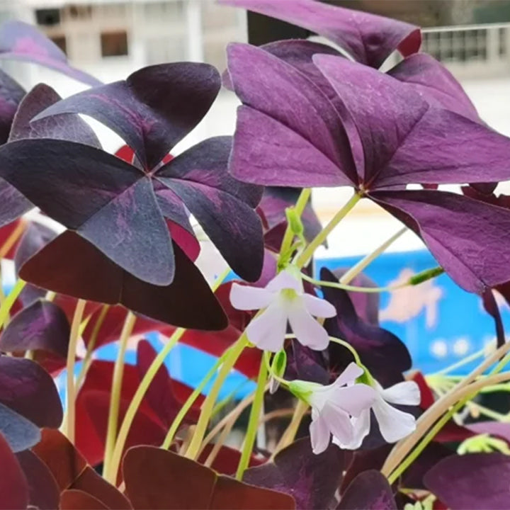 Oxalis Triangularis Purple Shamrock Good Luck Plant
