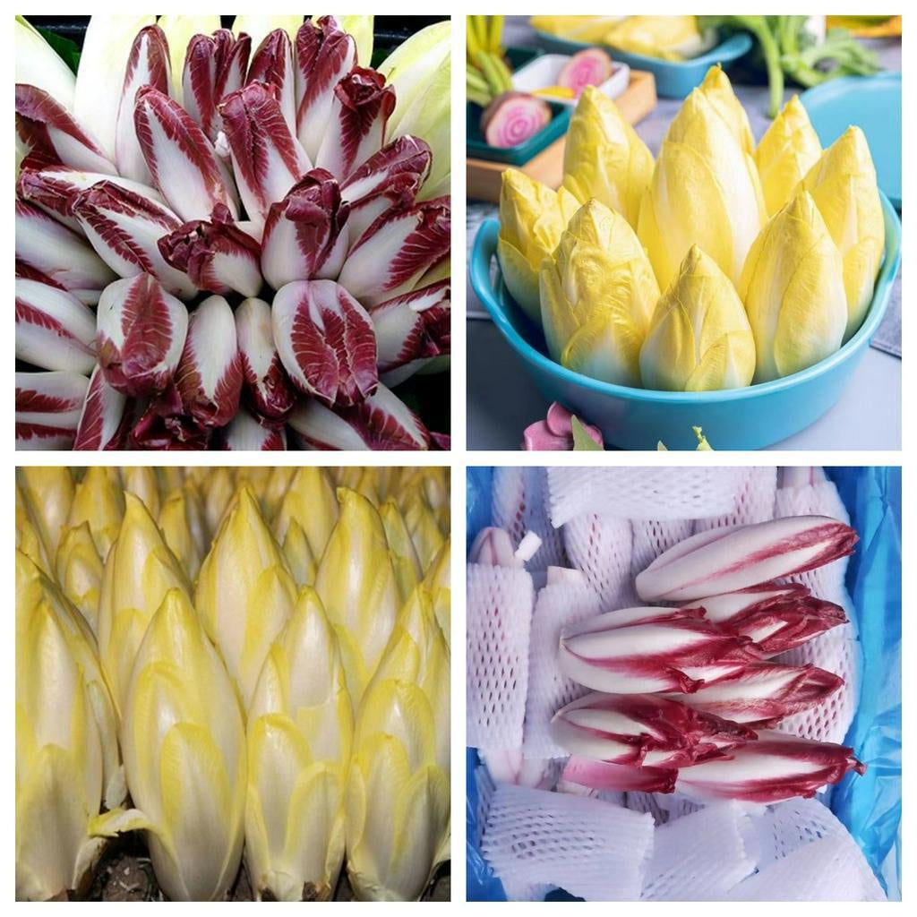 Golden Magnolia Seeds—The “Prince” of European Vegetables