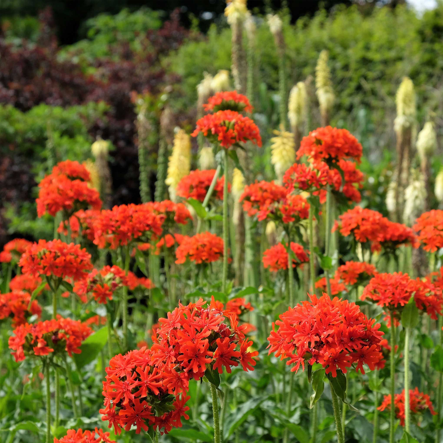 Maltese Cross Seeds