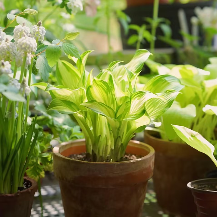Rare White Hosta Plant Seeds - Kiwi Spearmint