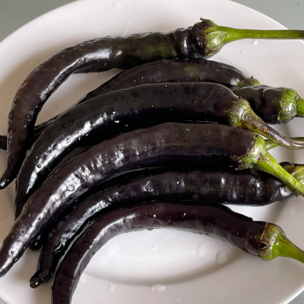 🌶️The Latest Pepper Variety - Purple Beauty