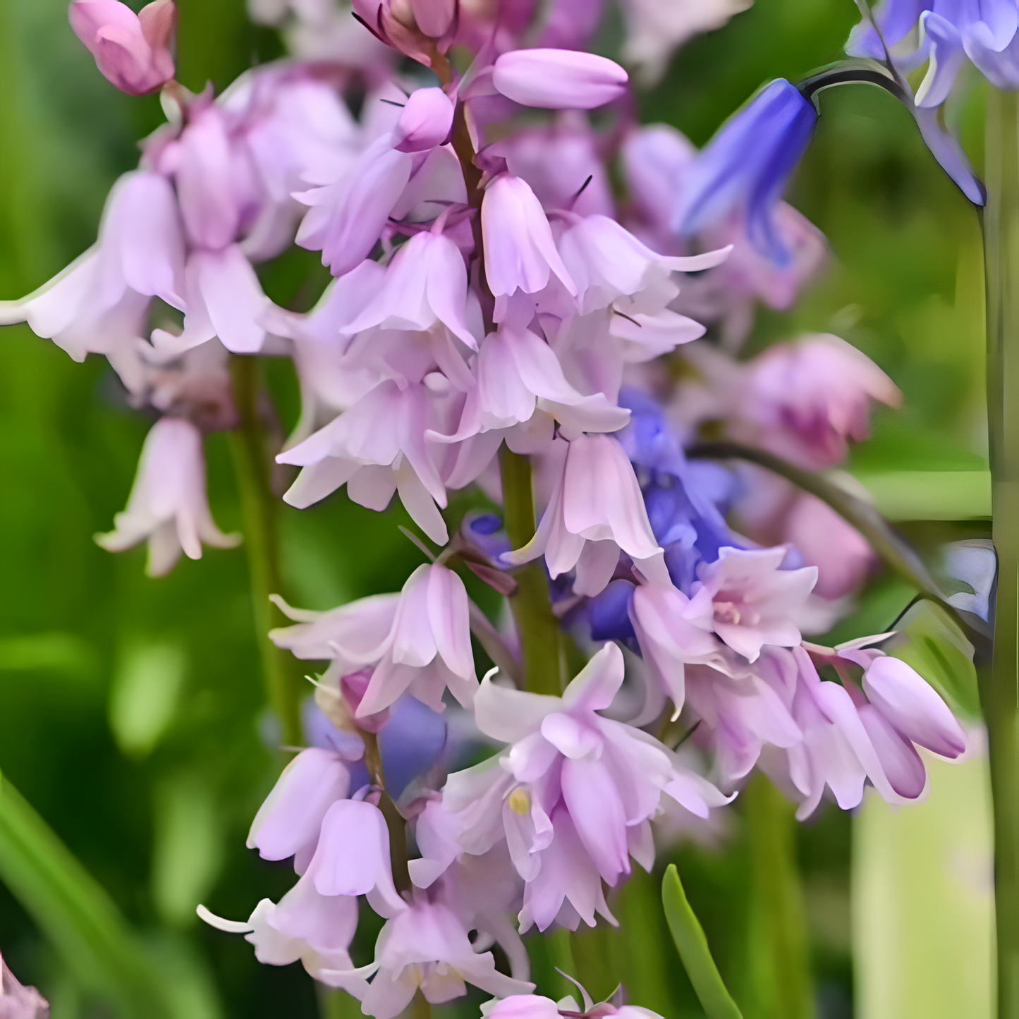 🧚‍♂️🔔Bluebell—The Lucky Bell Of Fairies