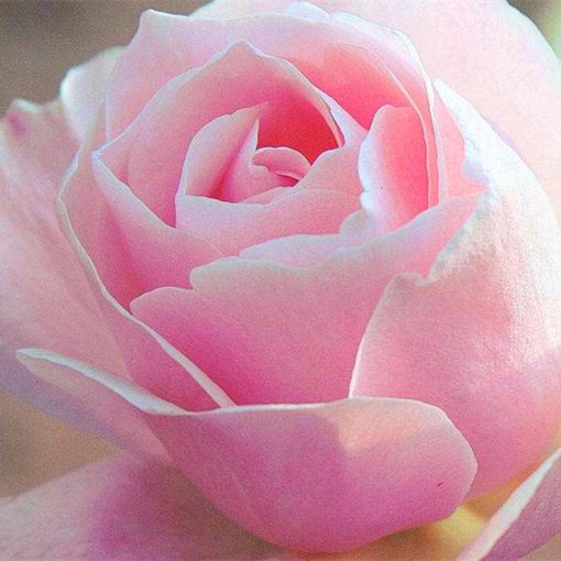 🌹 🌹Colorful Rose Seeds, 100Pcs/Pack