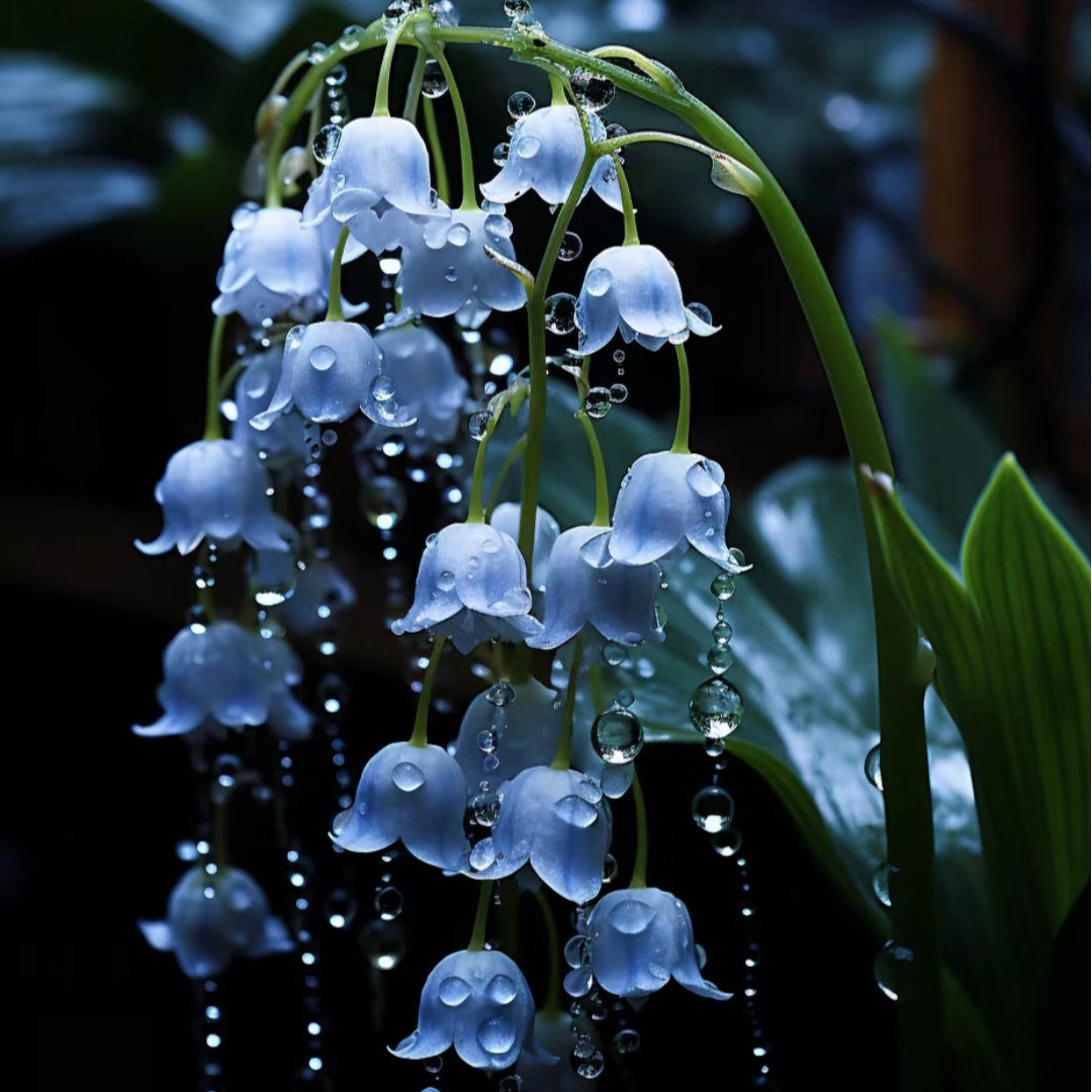 Blue Lily Of The Valley-Symbol Of Gratitude And Everlasting Love