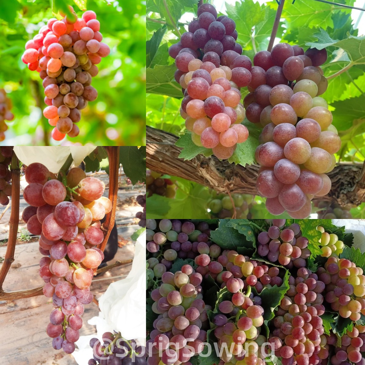 Midknight Beauty Grapes Seeds - Giant Rose (Rose scented)- 98% Germination🔥