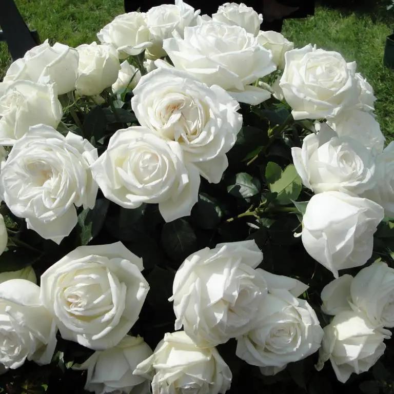🌹 🌹Colorful Rose Seeds, 100Pcs/Pack