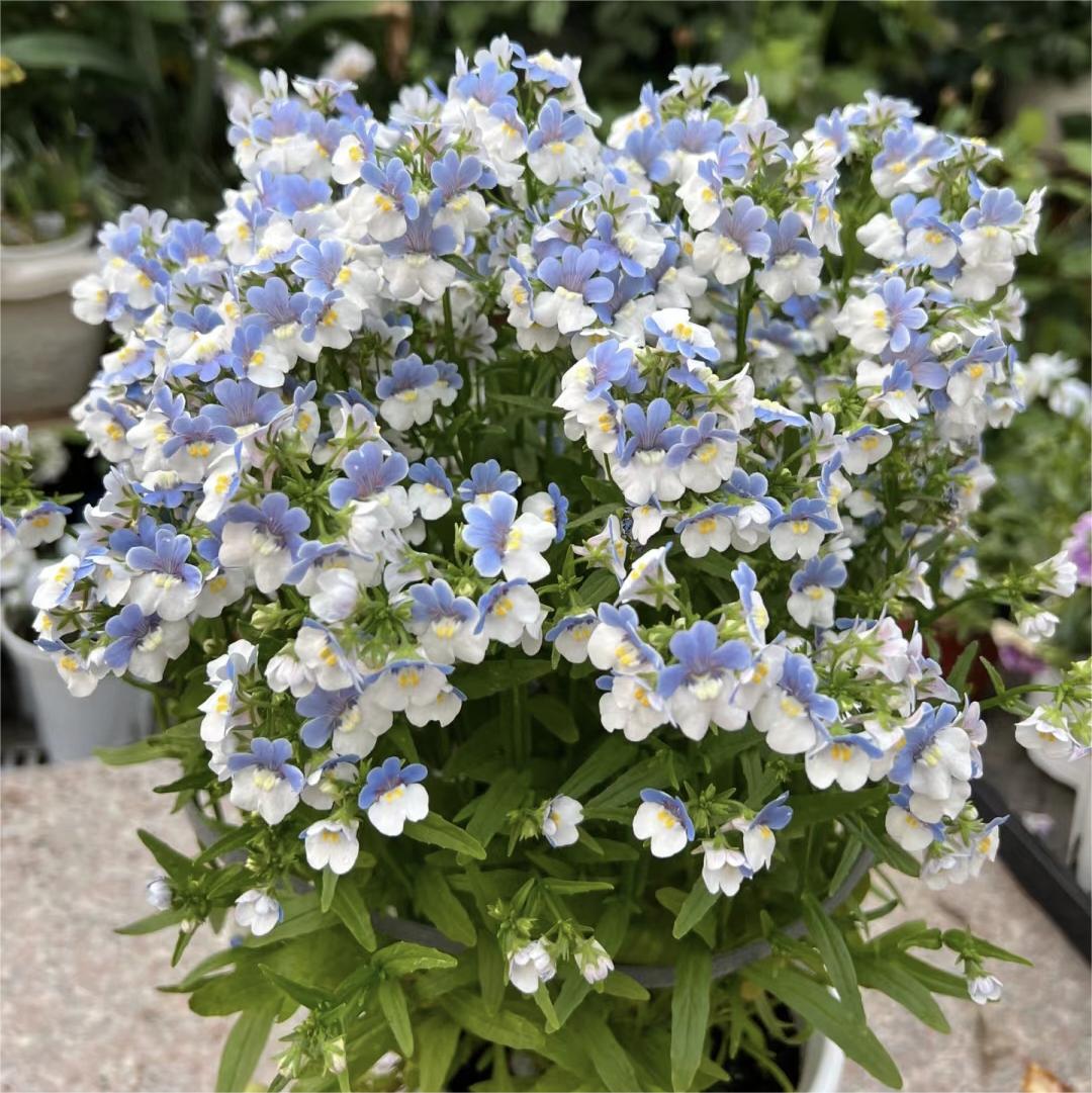 🌼Nemesia - Sincere Love