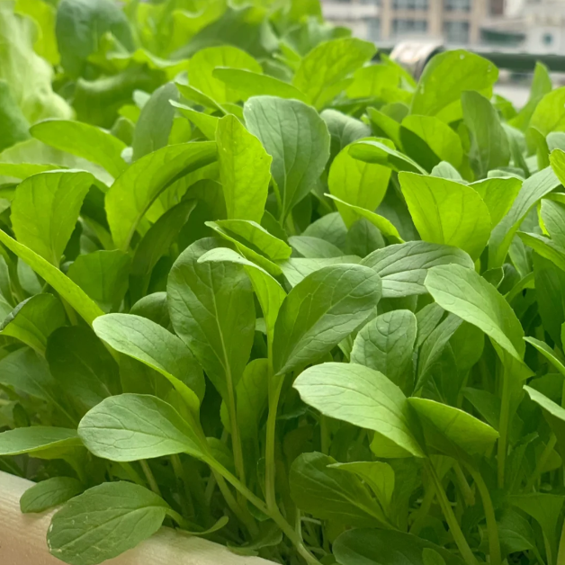 🥬All Year Round Chicken Feather Vegetable Seeds