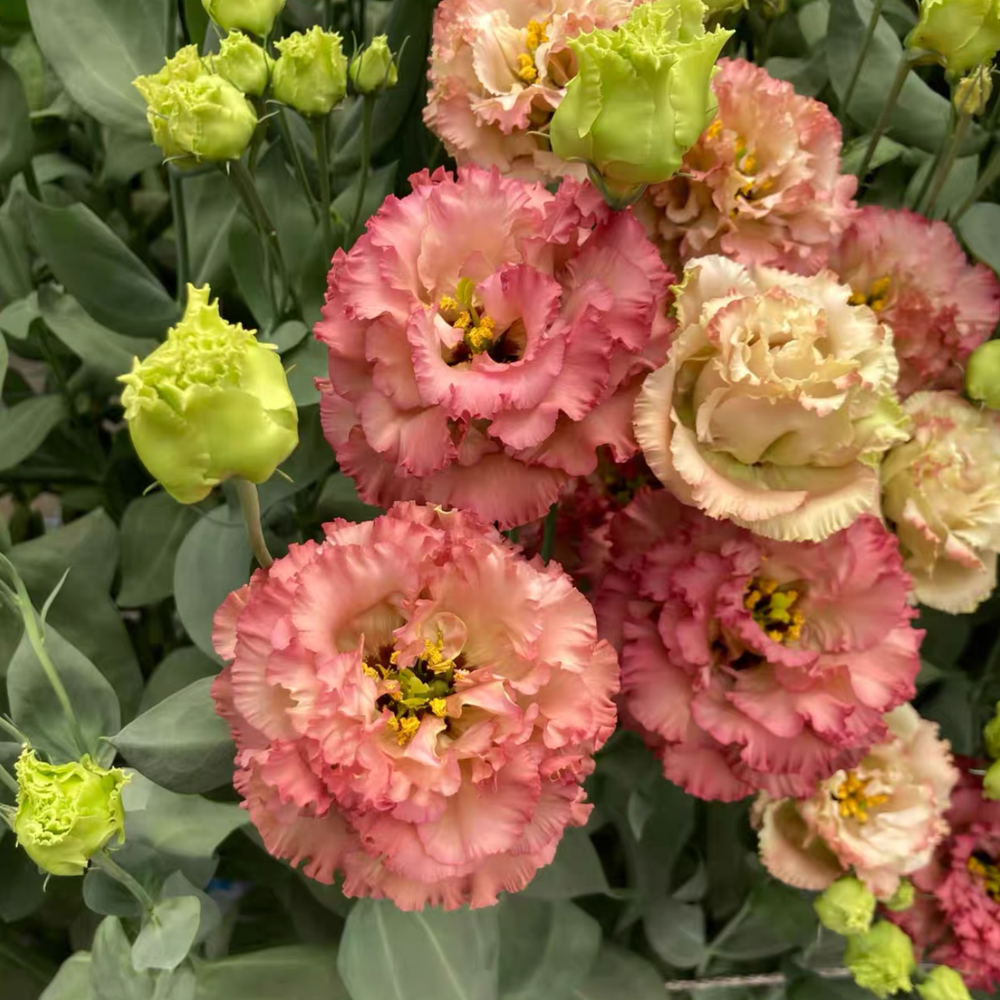 Lisianthus / Eustoma Grandiflorum Seeds