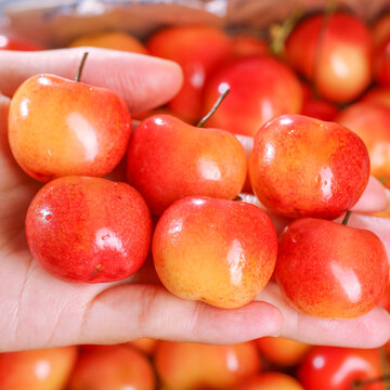Rainier Cherry Fruit Seeds(🪴Buy 3 Get 1 Free🌿Can be planted in winter)