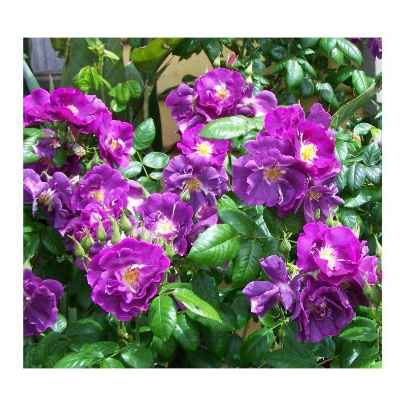 100pcs/Bag Climbing Rose Seeds