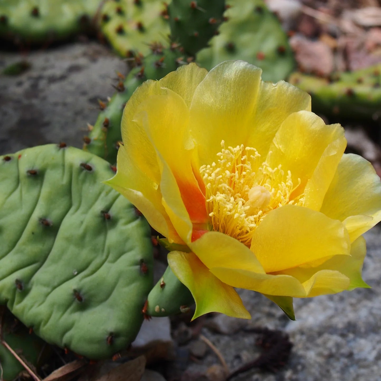 Edible Nopales Prickly Pear Cactus Seeds