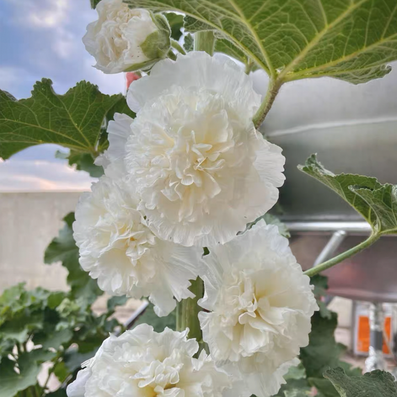 500 Pcs Double Hollyhock Seeds
