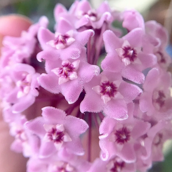 🌟Ball Orchid - Falling Stars From The Sky