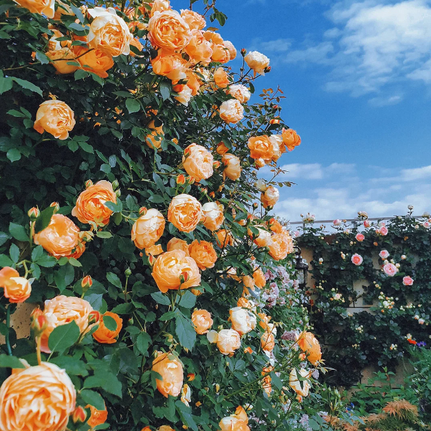 🌹Climbing Rose Seeds - Luck Rises