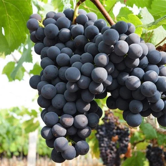 Midknight Beauty Grapes Seeds - Giant Rose (Rose scented)- 98% Germination🔥