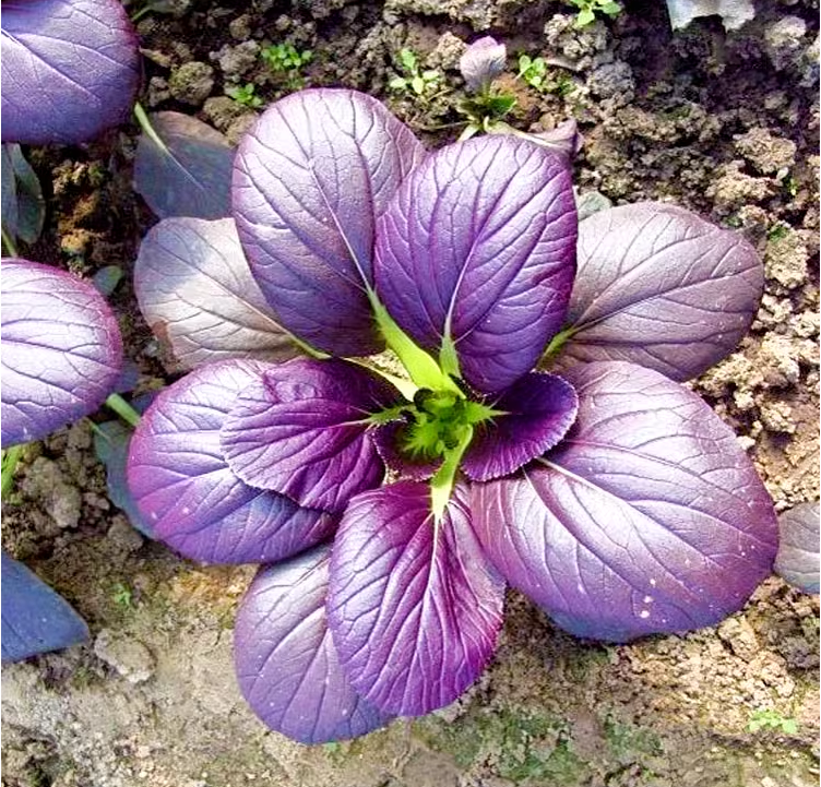 Purple Leaf Rape Seeds