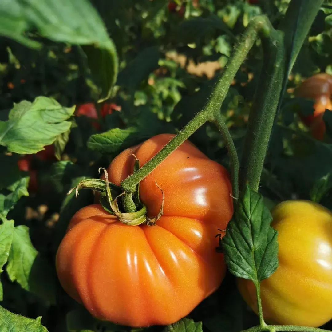 🎊Vegetable Steak🥩-Giant Beef Tomato Seeds🍅