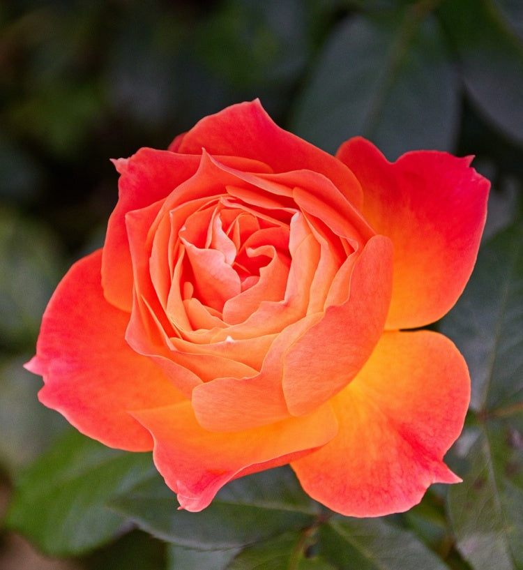 🌹 🌹Colorful Rose Seeds, 100Pcs/Pack