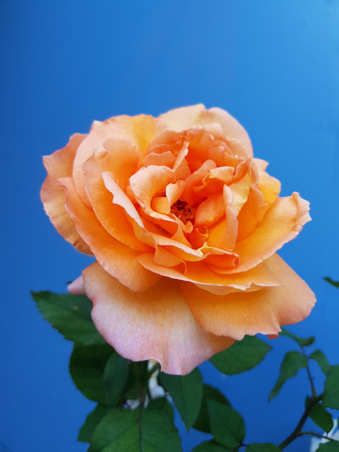 🌹 🌹Colorful Rose Seeds, 100Pcs/Pack