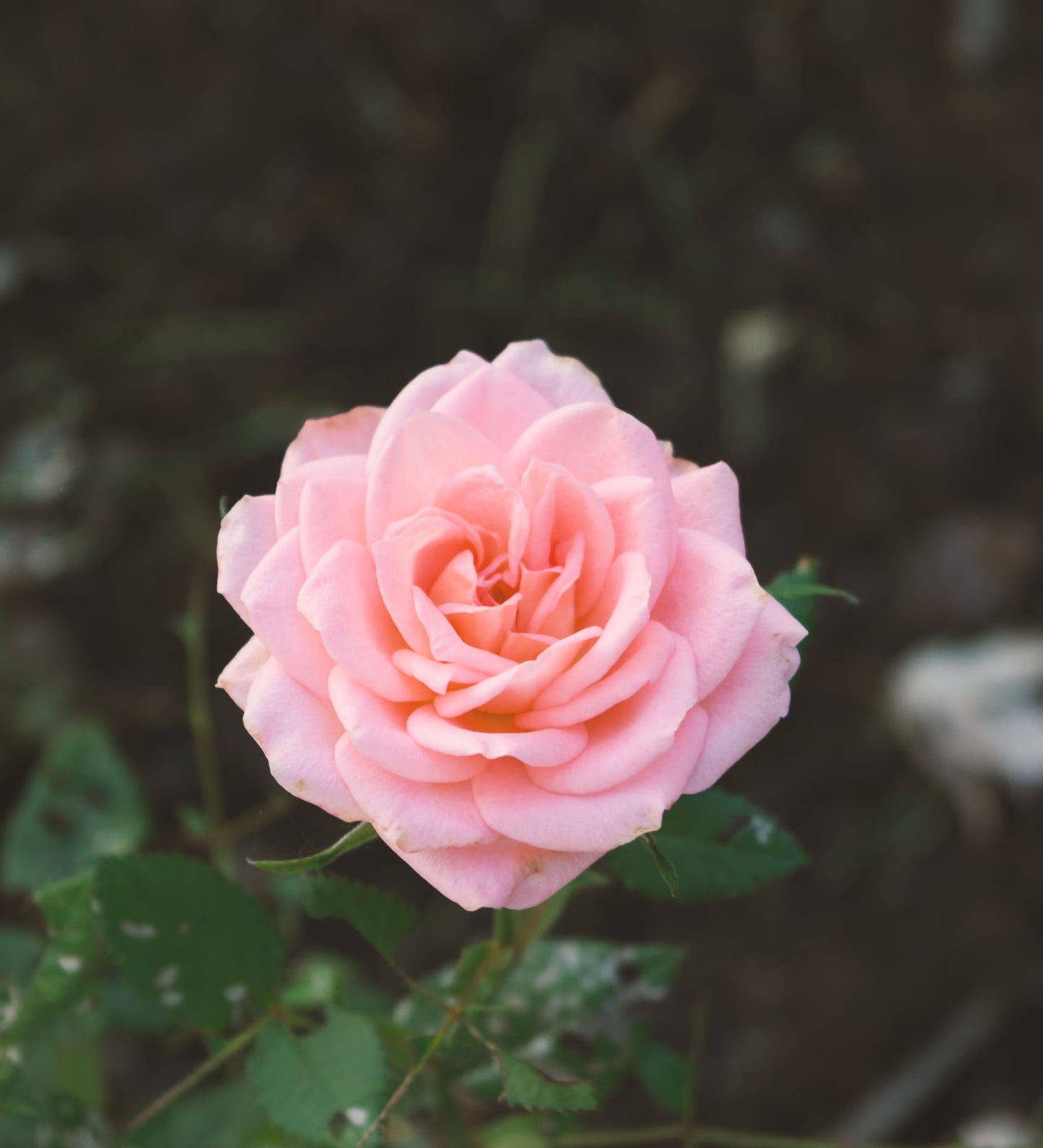 🌹 🌹Colorful Rose Seeds, 100Pcs/Pack