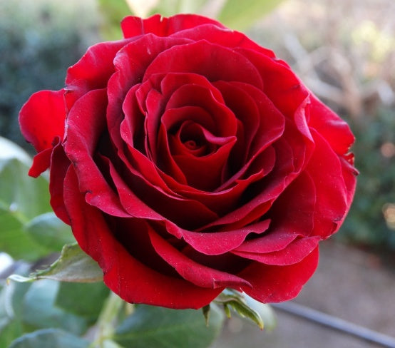 🌹 🌹Colorful Rose Seeds, 100Pcs/Pack